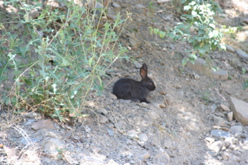 Wildlife